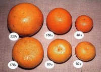мандарины.jpg