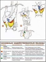 задействуемые мышцы при подтягивании 3.jpg