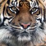 TiGrA