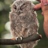 fluffy owl